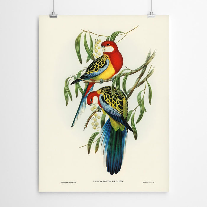 Patycercus Vintage Art Bird Print