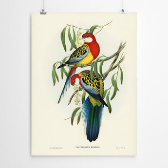 Artworld Wall Art Patycercus Vintage Art Bird Print 65