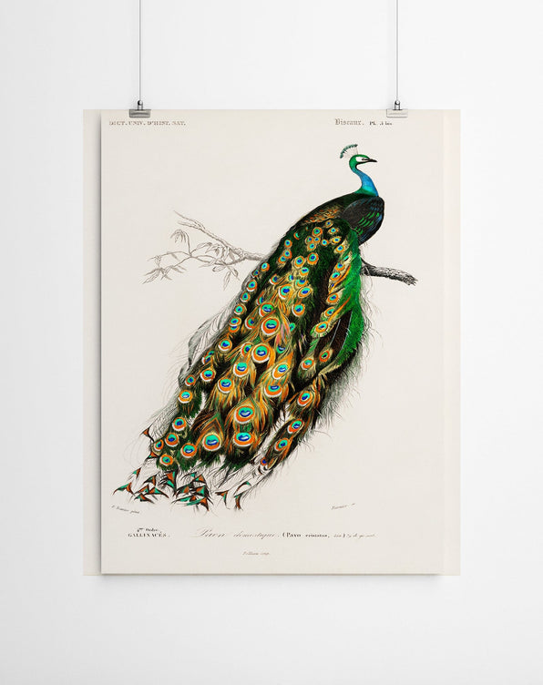 Artworld Wall Art Peacock Vintage Art Canvas Prints 655