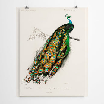 Artworld Wall Art Peacock Vintage Art Canvas Prints 655