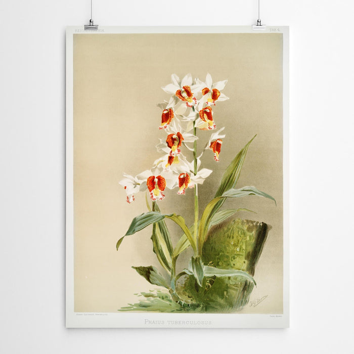 Phaius Vintage Art Orchid Print