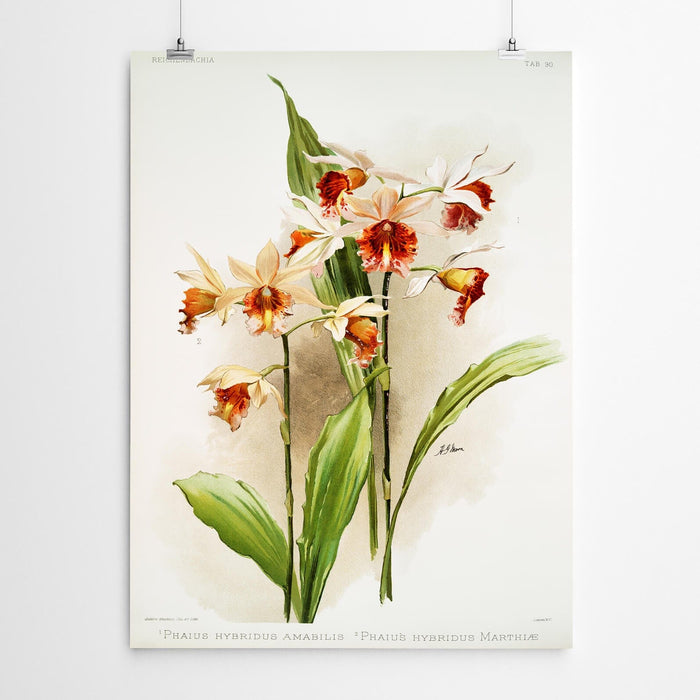 Phaius Vintage Orchid Print