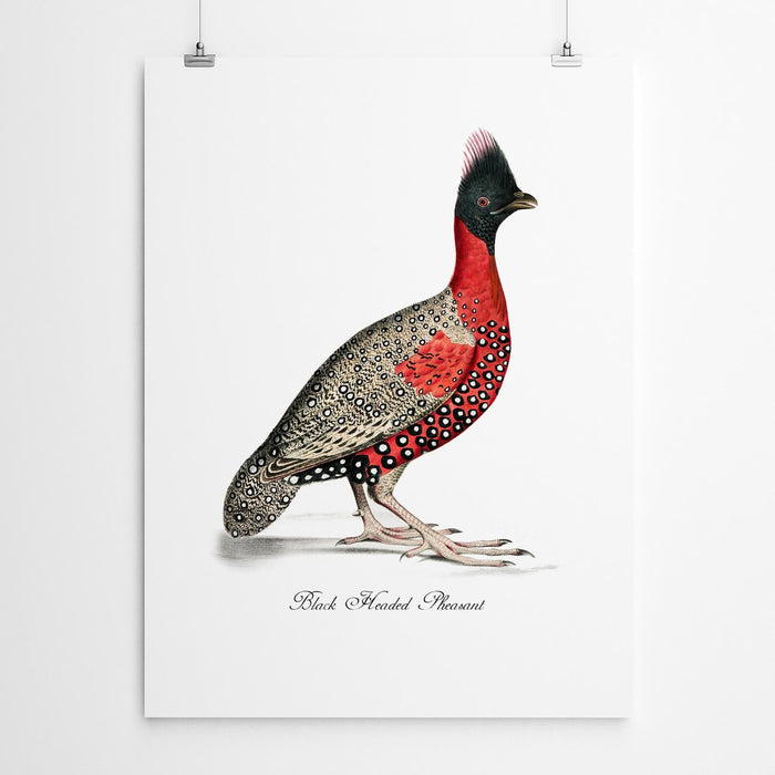 Pheasant Vintage Art Bird Print
