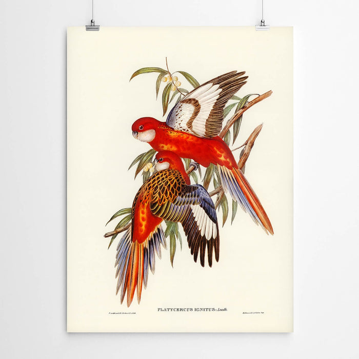 Platycercus Ignitus Vintage Art Bird Print