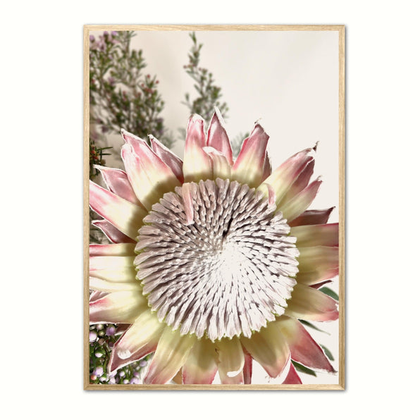 Artworld Wall Art Pretty Protea Wall Art