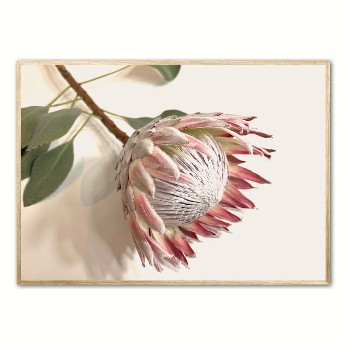Pretty Protea Wall Art Print