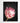 Artworld Wall Art Protea Art Print 690