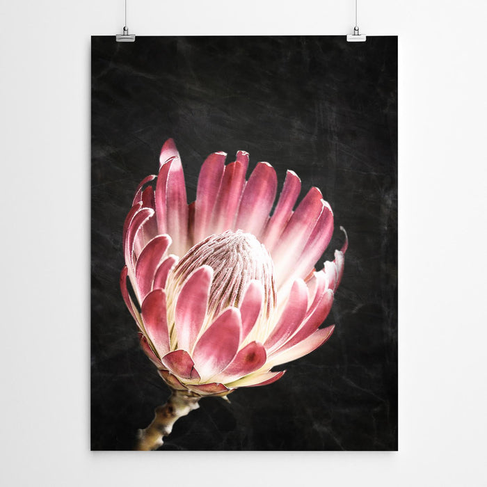 Protea Art Print