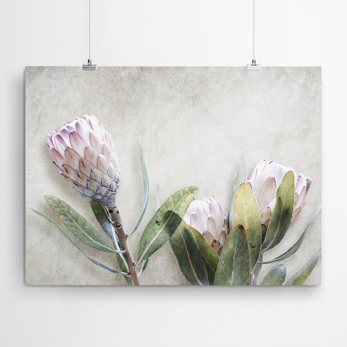 Protea Flower Art