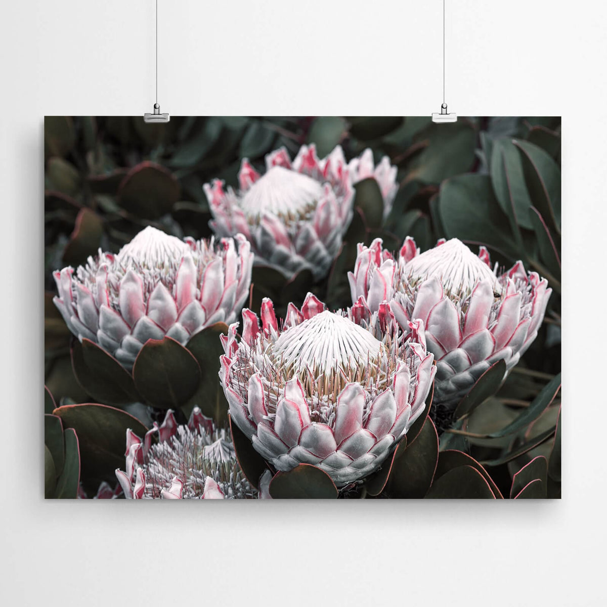 Protea Flower Photography – Botanical Wall Art | Artworld