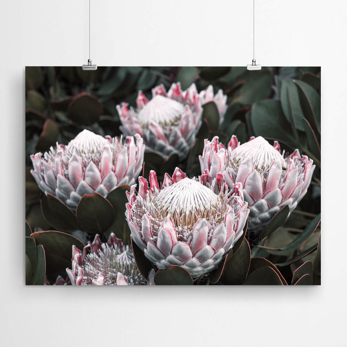 Protea Flower Wall Art Photography