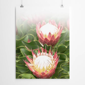 Artworld Wall Art Protea Photography 698