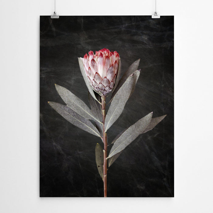 Protea Wall Art