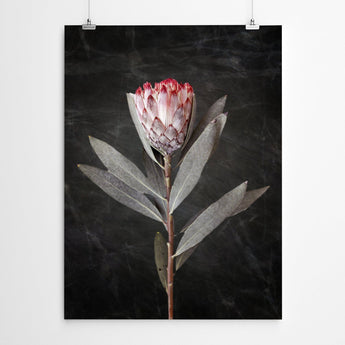 Artworld Wall Art Protea Wall Art 700