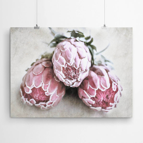 Artworld Wall Art Protea Wall Art Print 70