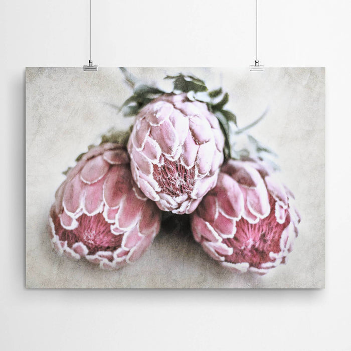 Protea Wall Art Print