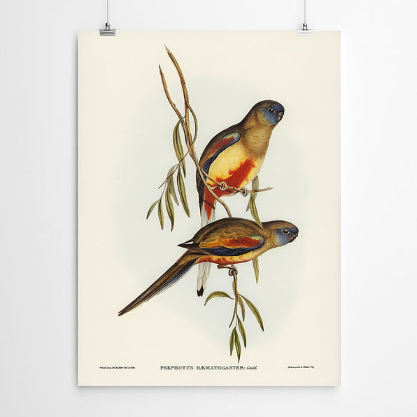 Artworld Wall Art Psephotus Vintage Art Bird Print 703