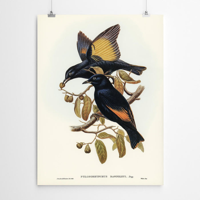 Ptilonorhynchus Vintage Art Bird Print