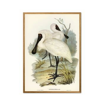 Artworld Wall Art Royal Spoonbill Print