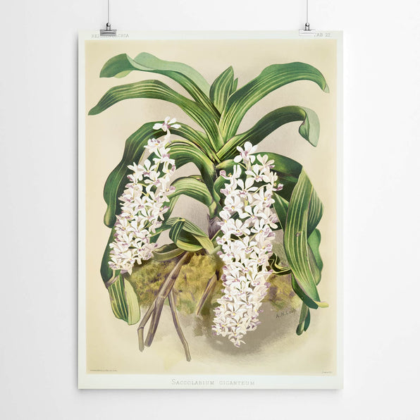 Artworld Wall Art Saccolabium Vintage Art Orchid Print 732