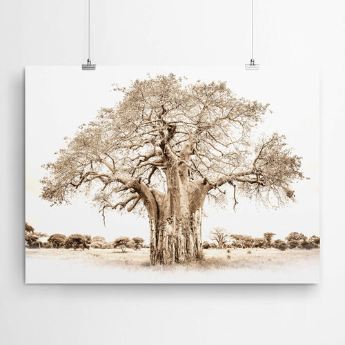Sepia Baobab Wall Art Print