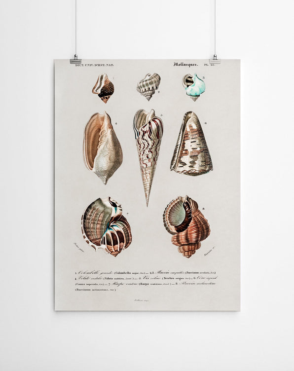 Artworld Wall Art Shell Vintage Canvas Prints 758
