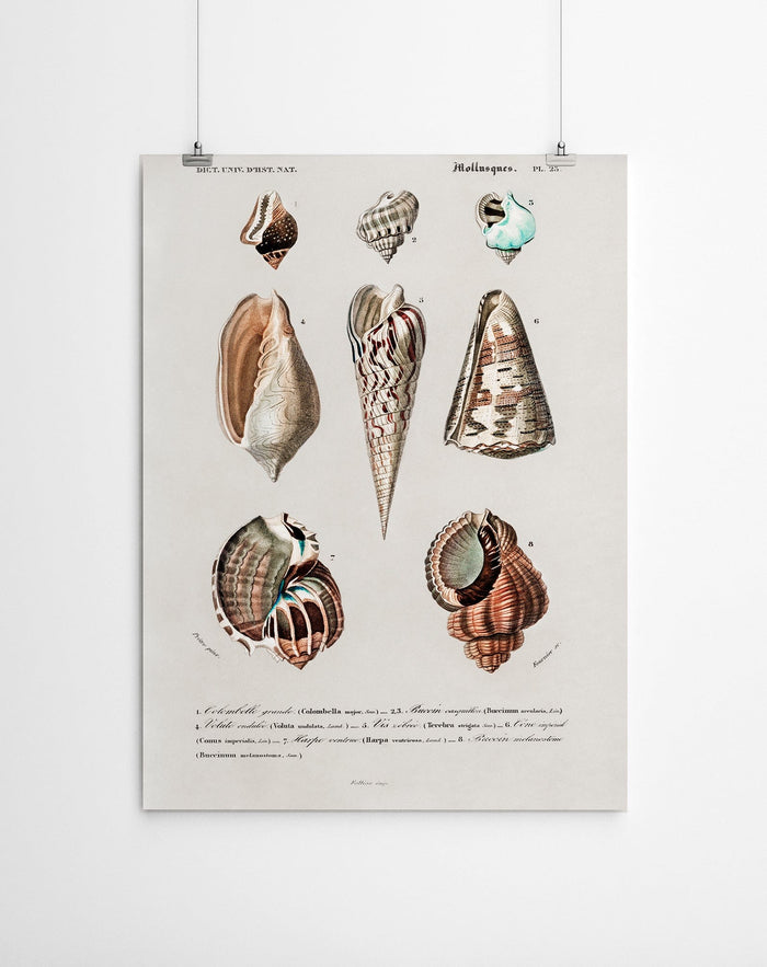 Shell Vintage Canvas Prints
