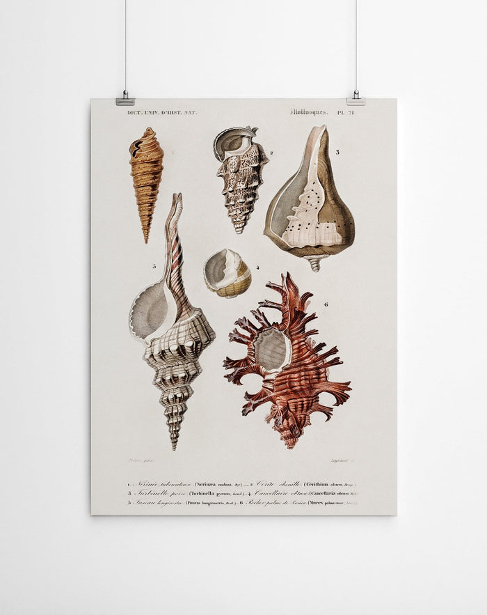 Shell Vintage Coastal Art Canvas Prints