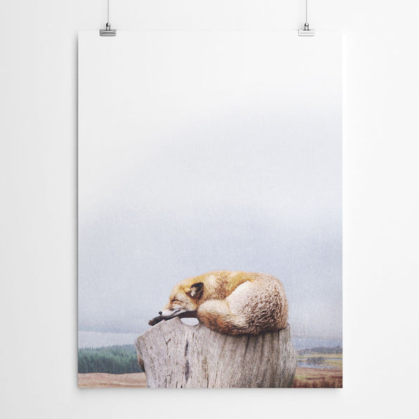 Artworld Wall Art Sleeping Fox Wall Art 765