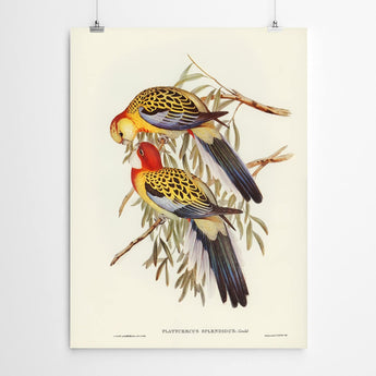 Artworld Wall Art Splendidus Vintage Art Bird Print 769