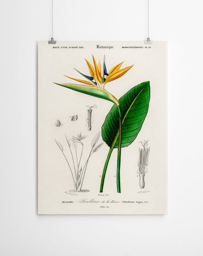 Strelizia Vintage Canvas Prints