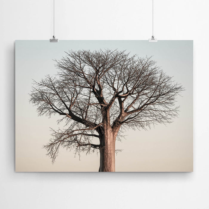 Sunset Baobab Wall Art Print