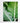 Artworld Wall Art Tropical Green Leaves Art 825