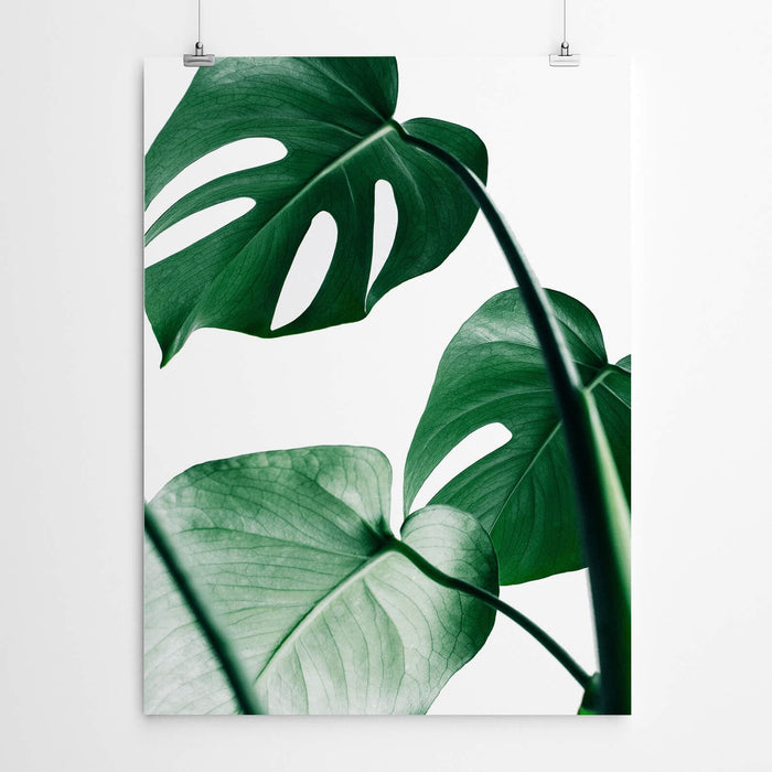 Tropical Monstera Art