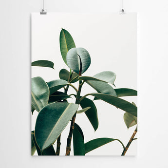 Artworld Wall Art Tropical Plant Art on White 845