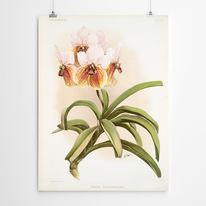 Vanda Vintage Art Orchid Print