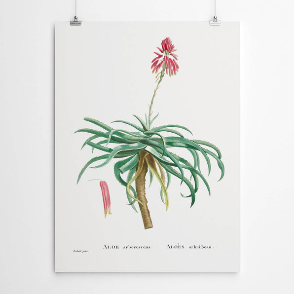 Artworld Wall Art Vintage Aloe Print 868