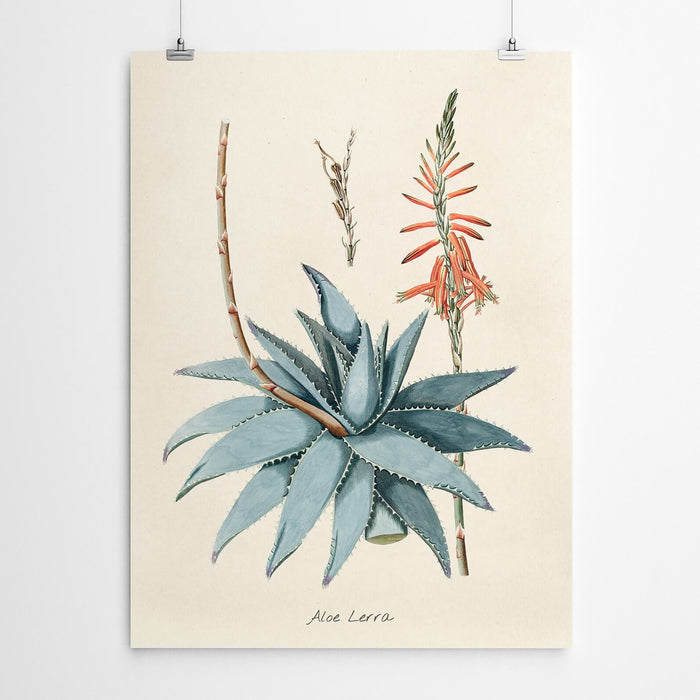 Vintage Aloe Wall Art Print