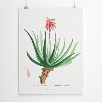 Artworld Wall Art Vintage Aloe Wall Art Print 870