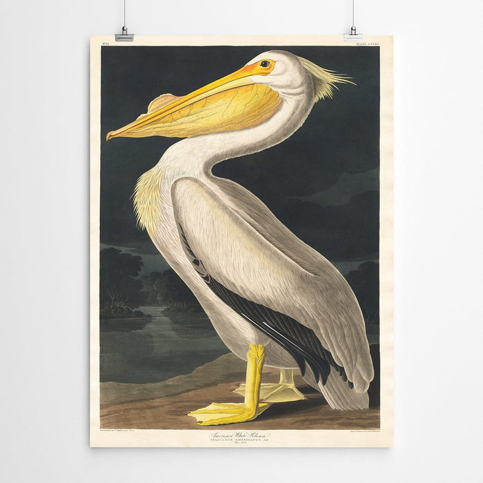 Vintage Art Pelican Print