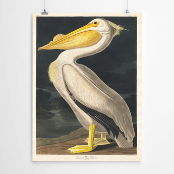 Artworld Wall Art Vintage Art Pelican Print 87