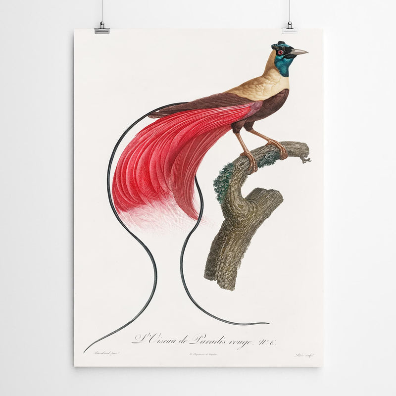 Bird Art