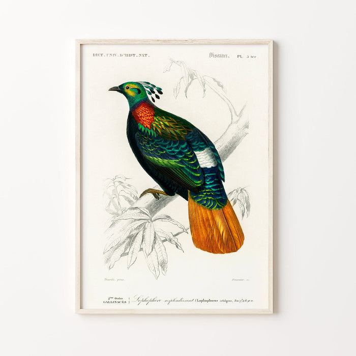 Vintage Bird Print - Himalayan Monal