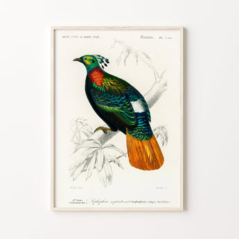 Artworld Wall Art Vintage Bird Print - Himalayan Monal