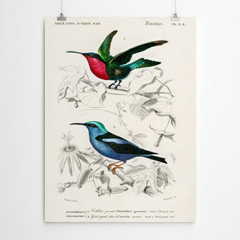 Artworld Wall Art Vintage Bird Prints 874