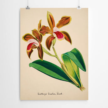 Artworld Wall Art Vintage Botanical Wall Art 878