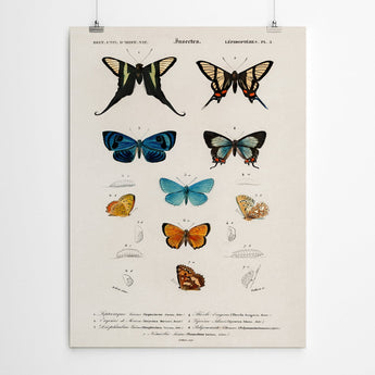 Artworld Wall Art Vintage Butterfly Canvas Print 879