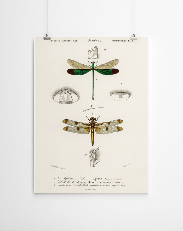 Vintage Dragonfly Canvas Wall Art Prints