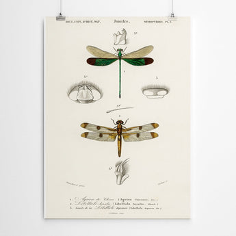 Artworld Wall Art Vintage Dragonfly Canvas Wall Art Prints 880