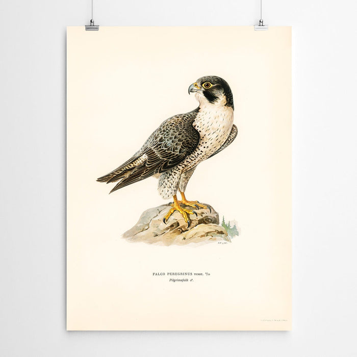 Vintage Falcon Wall Art
